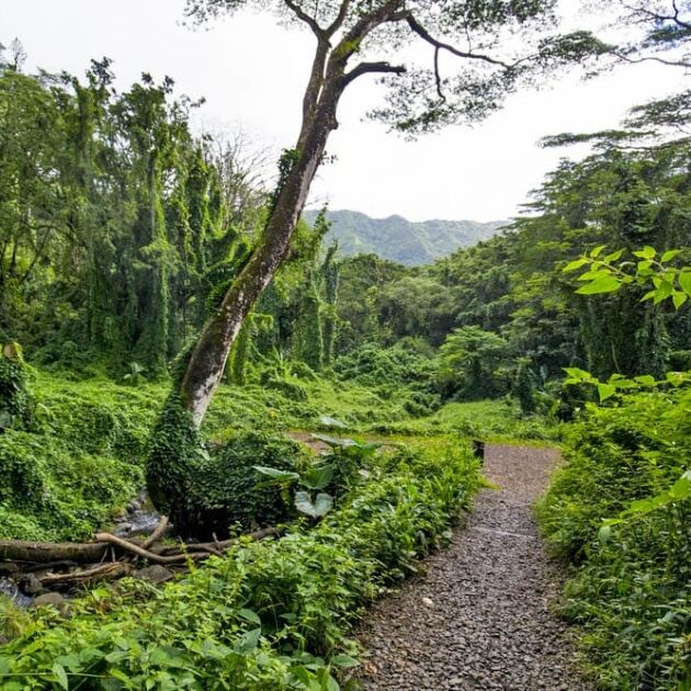 Hawaiian Beauty Hiking Shuttle