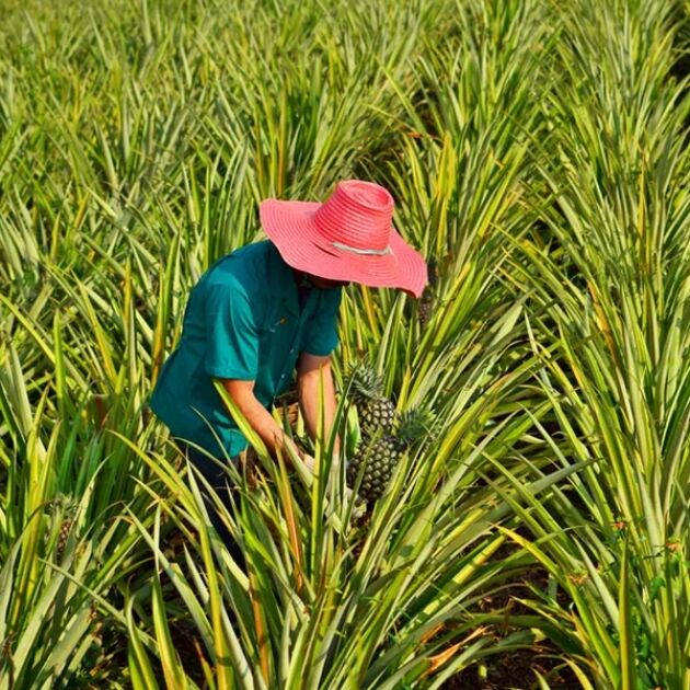 Maui Pineapple Plantation Farm Tour & Tasting