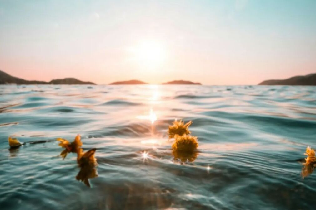 Eco-Friendly Ways to Scatter Ashes in Hawaii