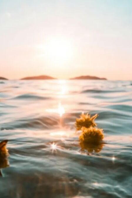 Eco-Friendly Ways to Scatter Ashes in Hawaii