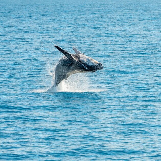 Whale Watch and Ocean Raft Adventure - Keauhou Bay [Dec-Apr]