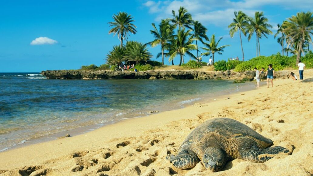 Top 5 Must-Visit Stops on Your Waikiki to North Shore Shuttle Journey