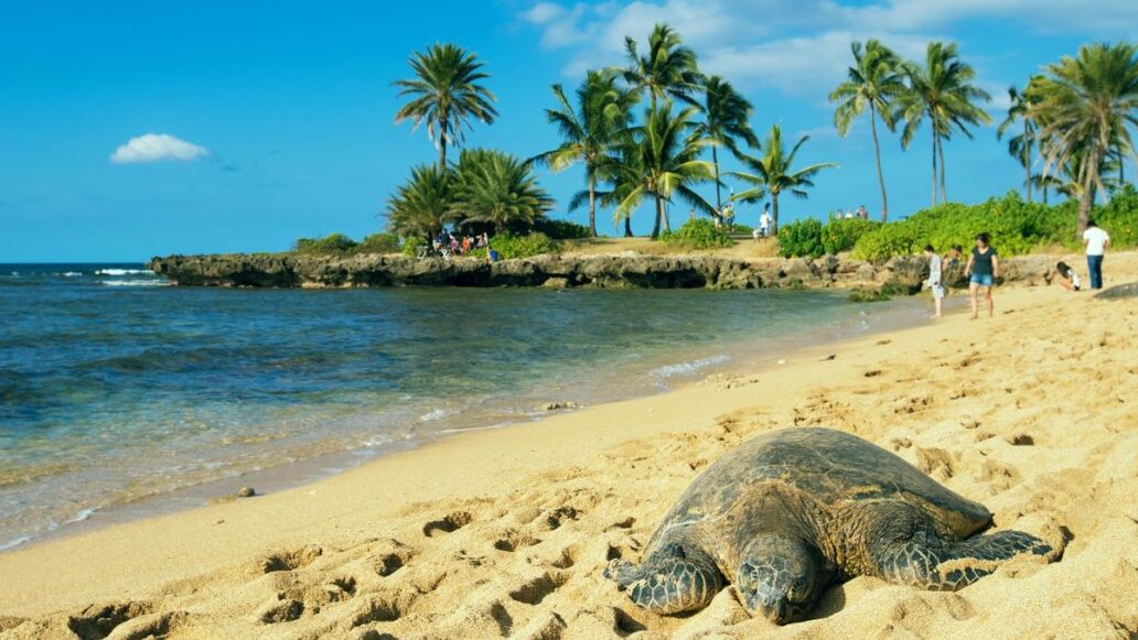 Top 5 Must-Visit Stops on Your Waikiki to North Shore Shuttle Journey