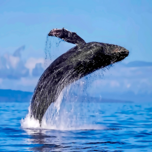 Star of Honolulu Waikiki Morning Whale Watching Cruise [Jan - Mar]