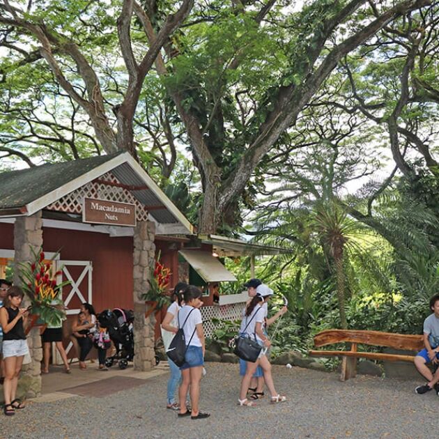Ultimate Circle Island Tour, Waimea Waterfalls & Hawaiian Food Experience - Fly Shuttle