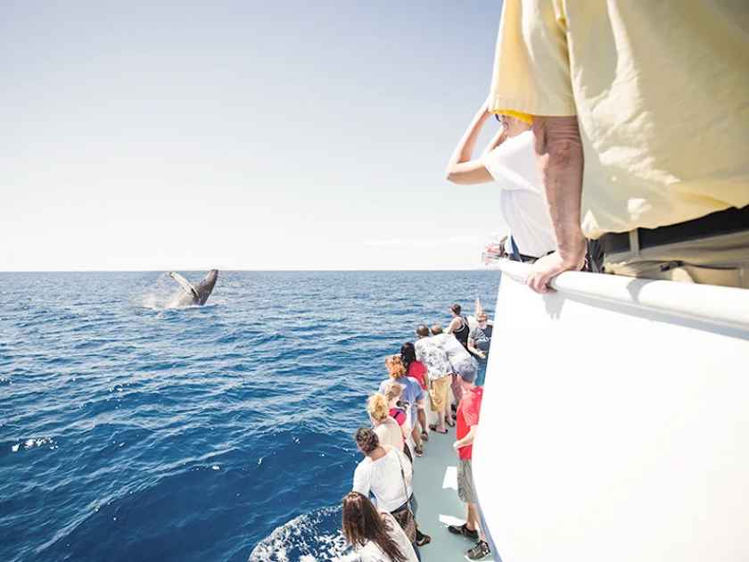 Whale watching tours