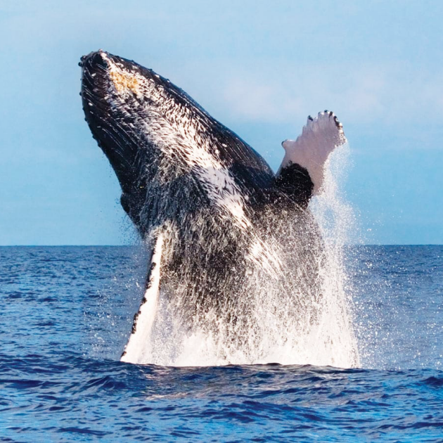 West Oahu Whale Watch Tour with Sightings Guaranteed
