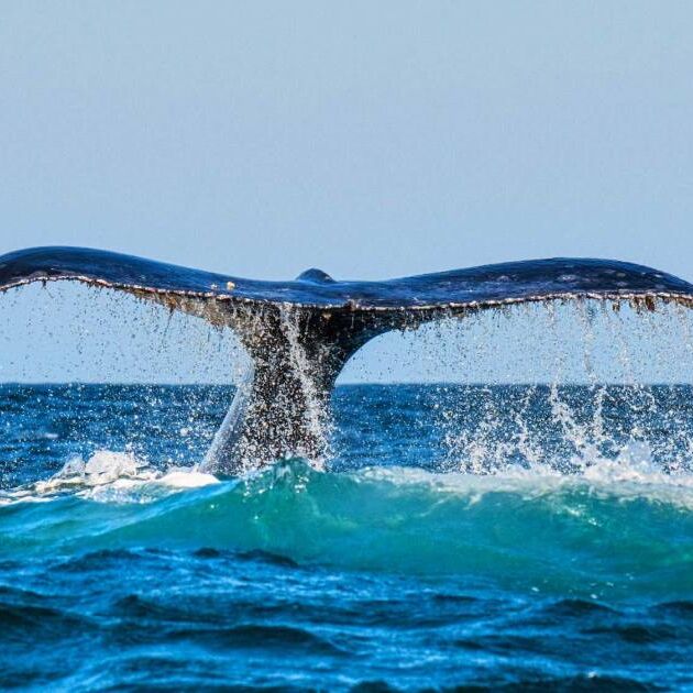 Whale Watch Sail from Hilton Pier - Spirit of Aloha