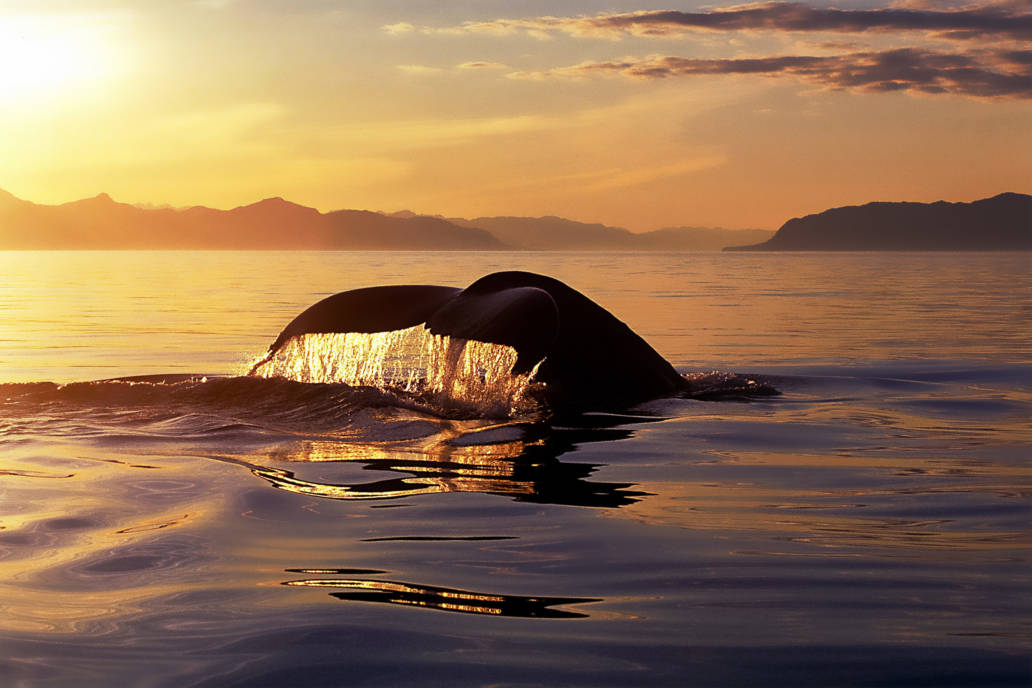 December 14, 2018 Top Whale Watching Tours in Hawaii