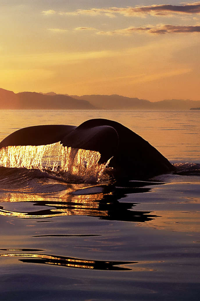 December 14, 2018 Top Whale Watching Tours in Hawaii