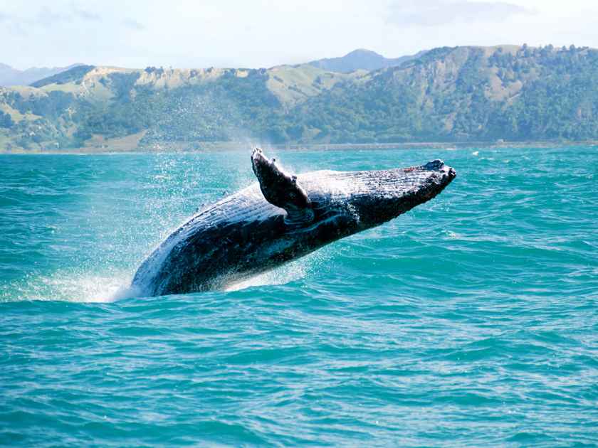 A whale breaching off the coast