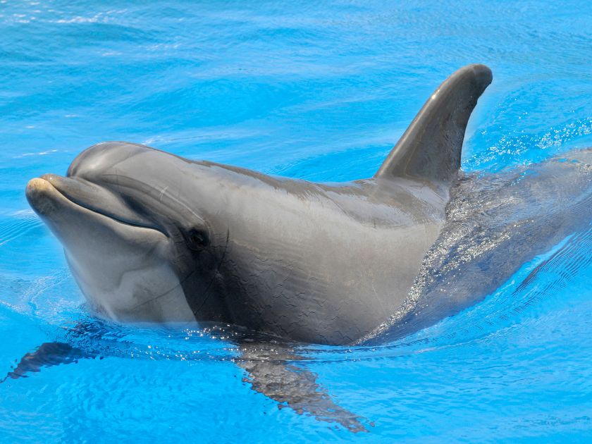 bottlenose dolphin