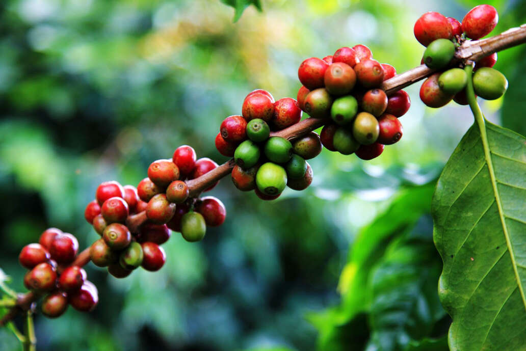 Coffee berries grow under ideal conditions in Kona, Big Island