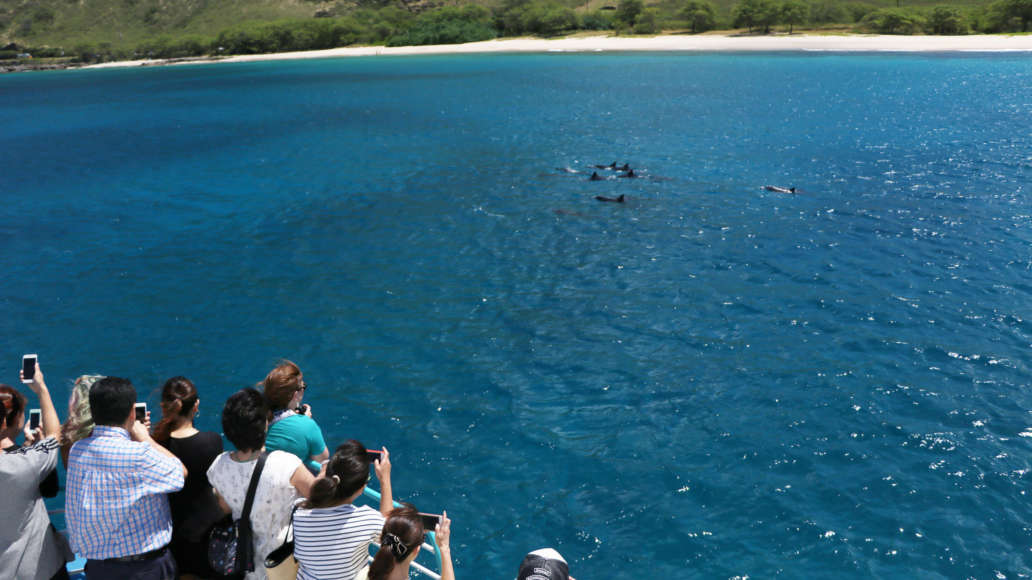 West Oahu Dolphin Watching Tour