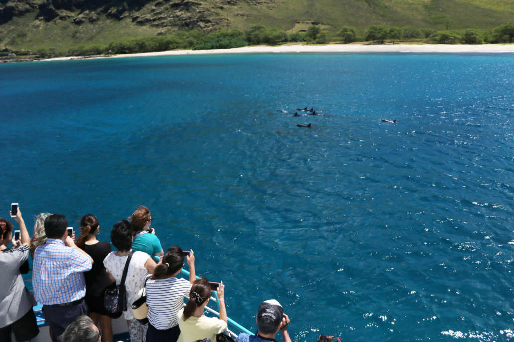 West Oahu Dolphin Watching Tour