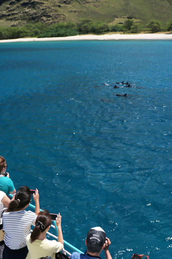 West Oahu Dolphin Watching Tour