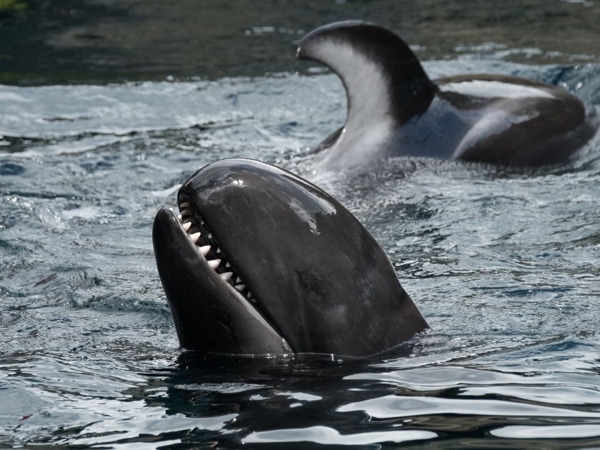 false killer whale dolphin