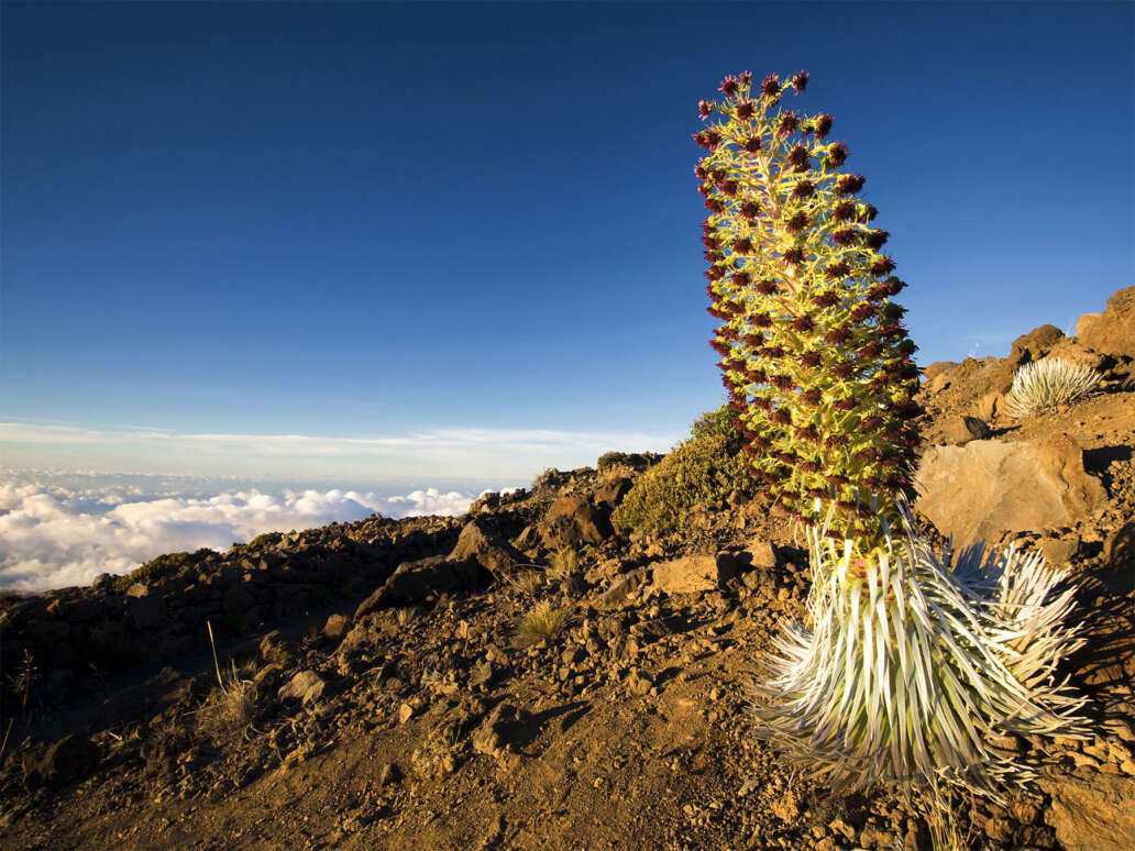 A silversword plant flowering on the slopes of Mount Haleakala