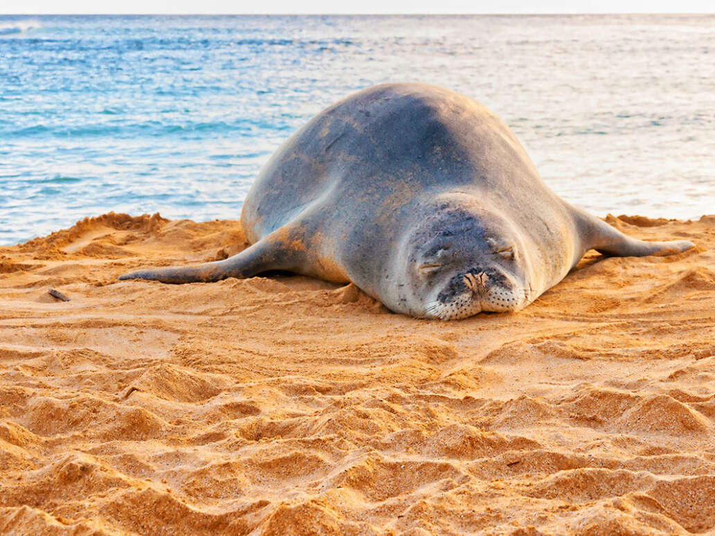 An endangered Hawaiian monk seal sunbathing