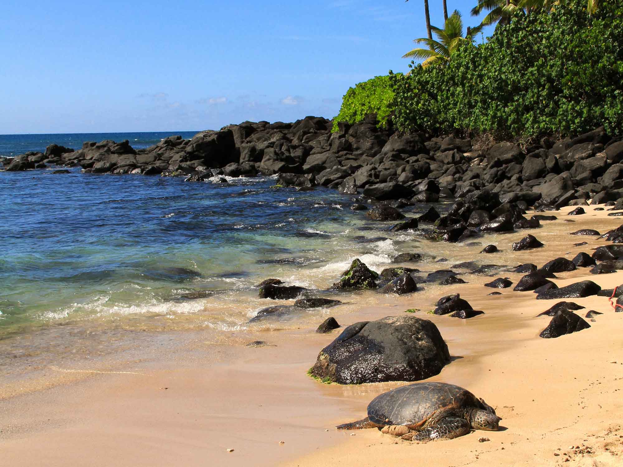 You Need to See Turtle Beach on Oahu! Here's Why