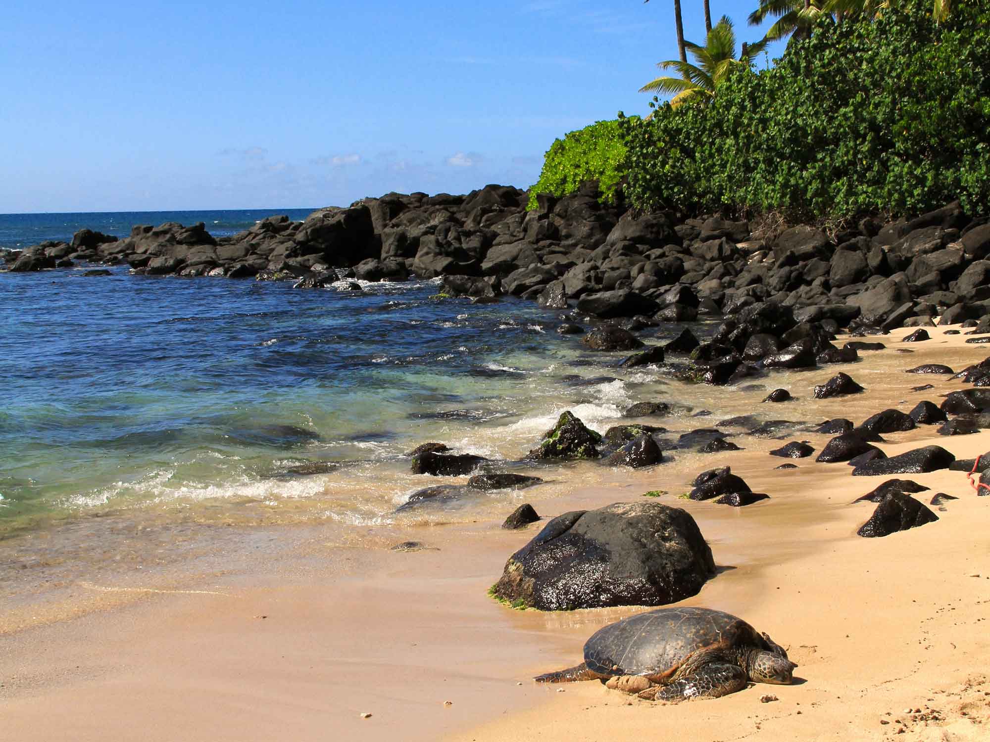 Laniakea Beach - Hawaii Travel Guide 