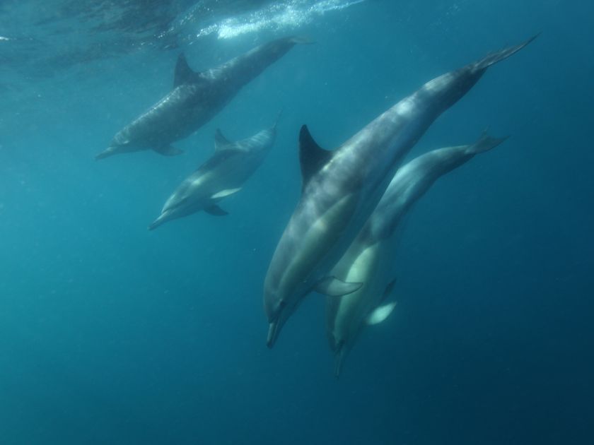 long-beaked dolphin