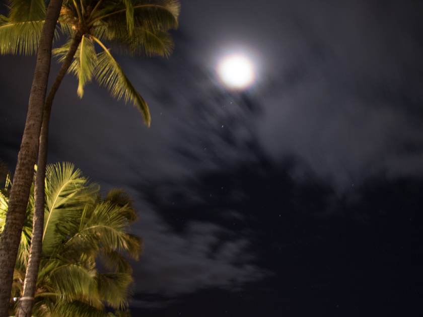 moon-framed-by-coconut-tree