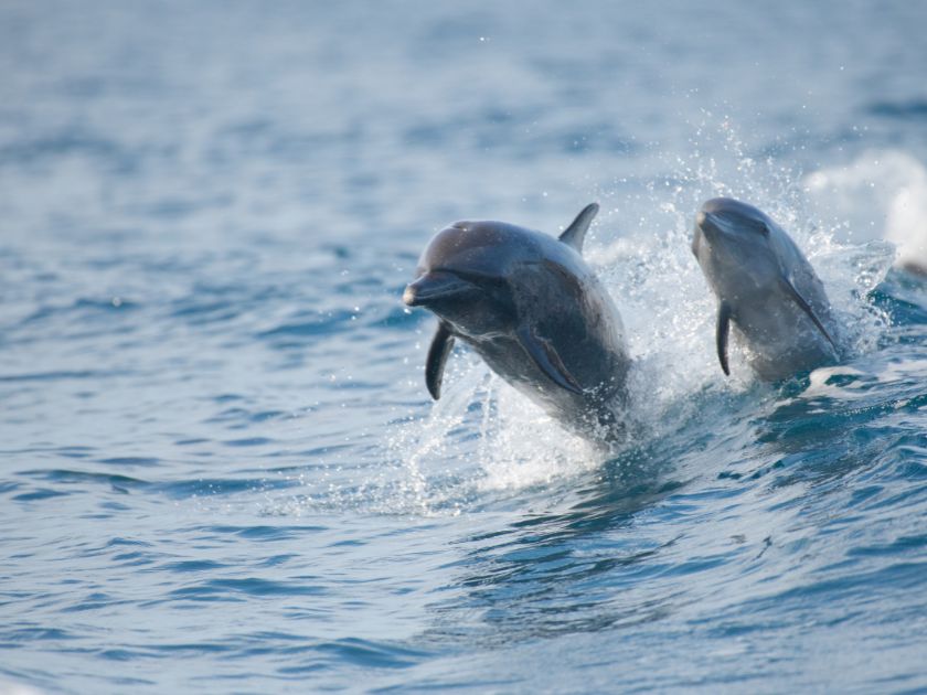 pantropical spotted dolphin