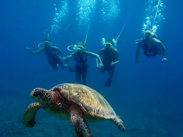 snorkelers spotting a hawaiian sea-turtles