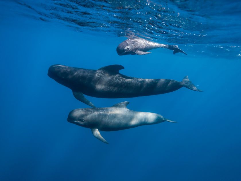 pilot whale