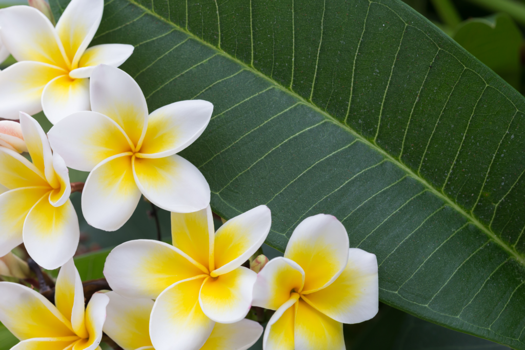 How to Book a Flower & Lei Delivery Hawaii Travel Guide
