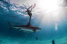 Swim with Sharks