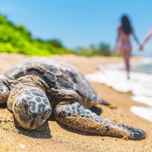 North Shore, Turtle Watch, Kualoa Beach & Pineapple Farm - Fun Group Hawaii