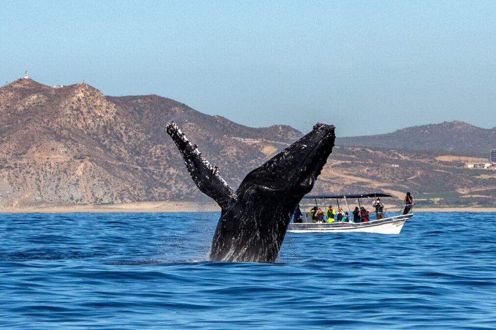 humpback whale breaching on pacific ocean background