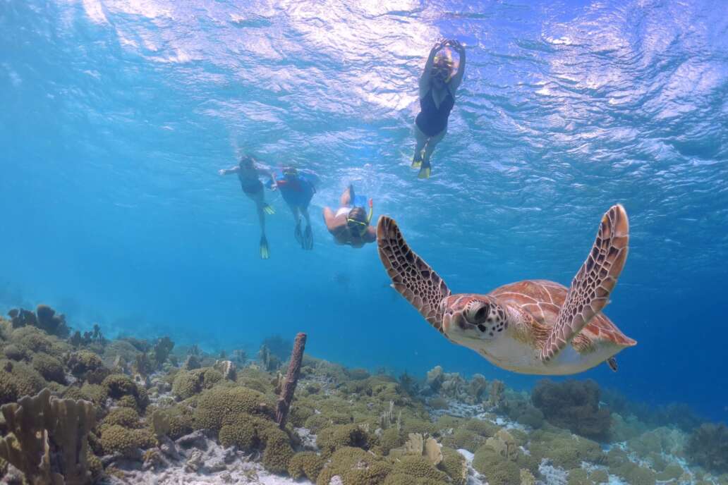 snorkeling with turtles