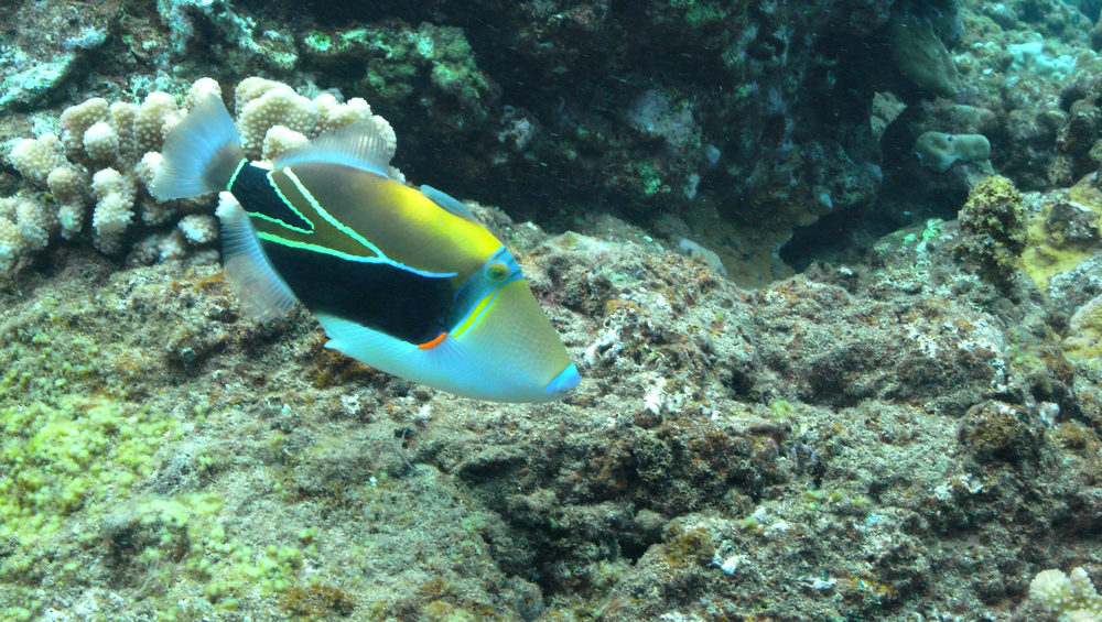 Hawaii's state fish has a vibrant contrast of colors
