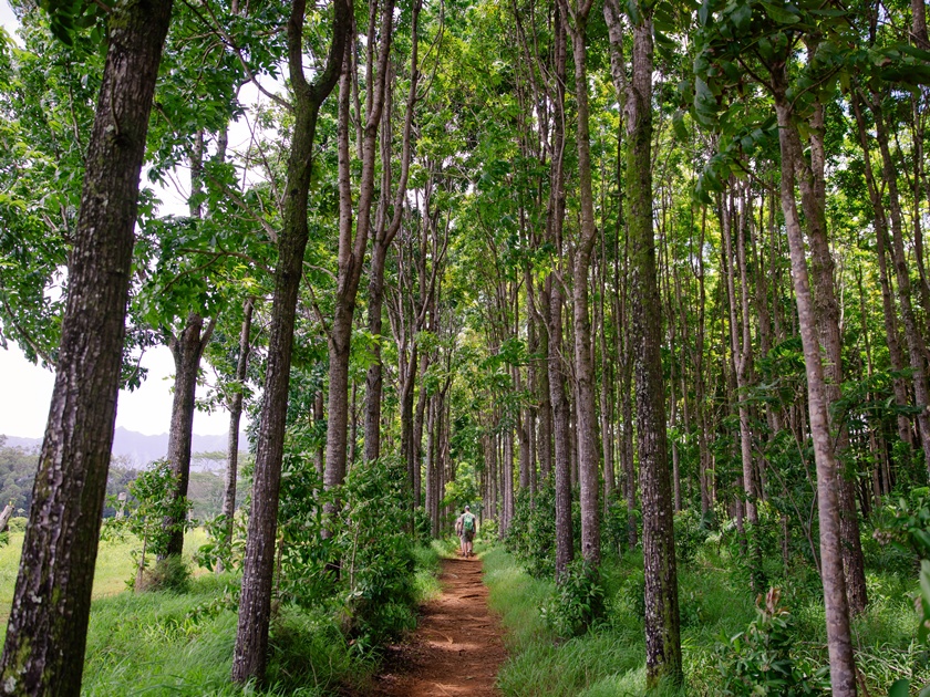A,Male,Hiker,On,The,Pathway,Of,The,Wai,Koa