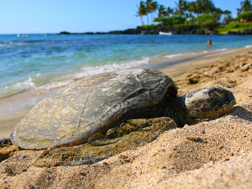 Green sea turtle resting on the sands of a Kona beach