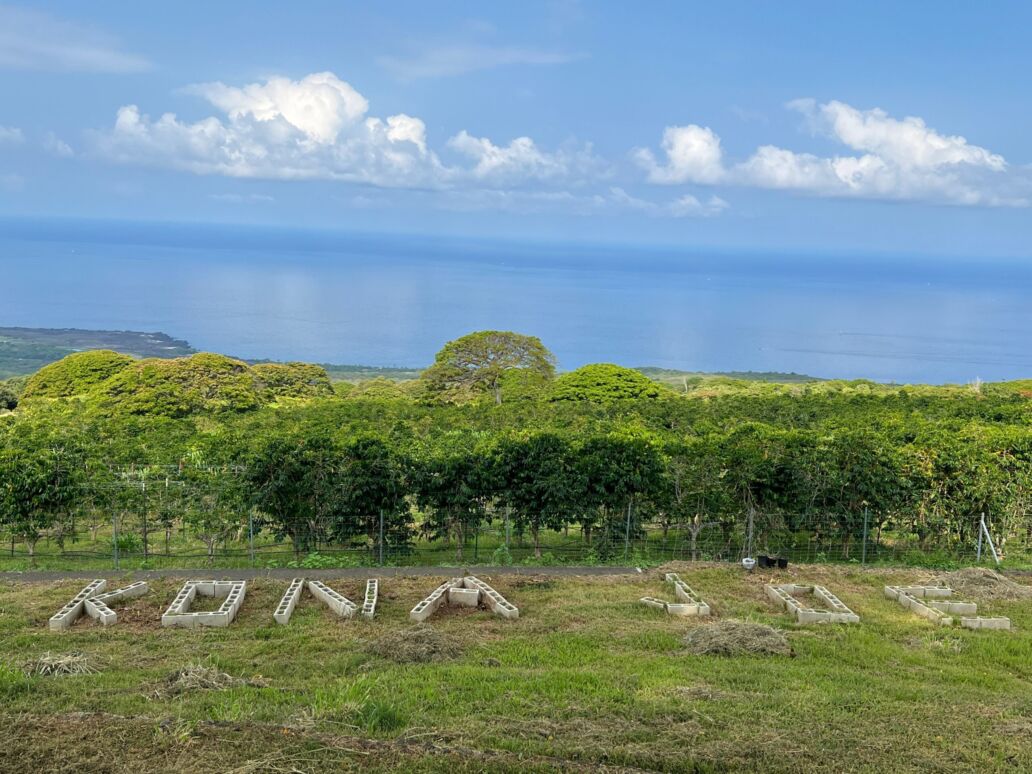 Kealakekua,Hi,-,Aug,12:,Kona,Joe,Coffee,Plantation,At