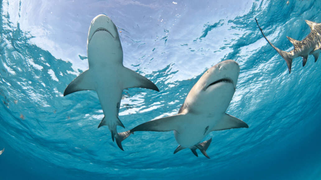 Two,Lemon,Sharks,Swimming,Overhead,With,The,Sky,Clearly,Visible