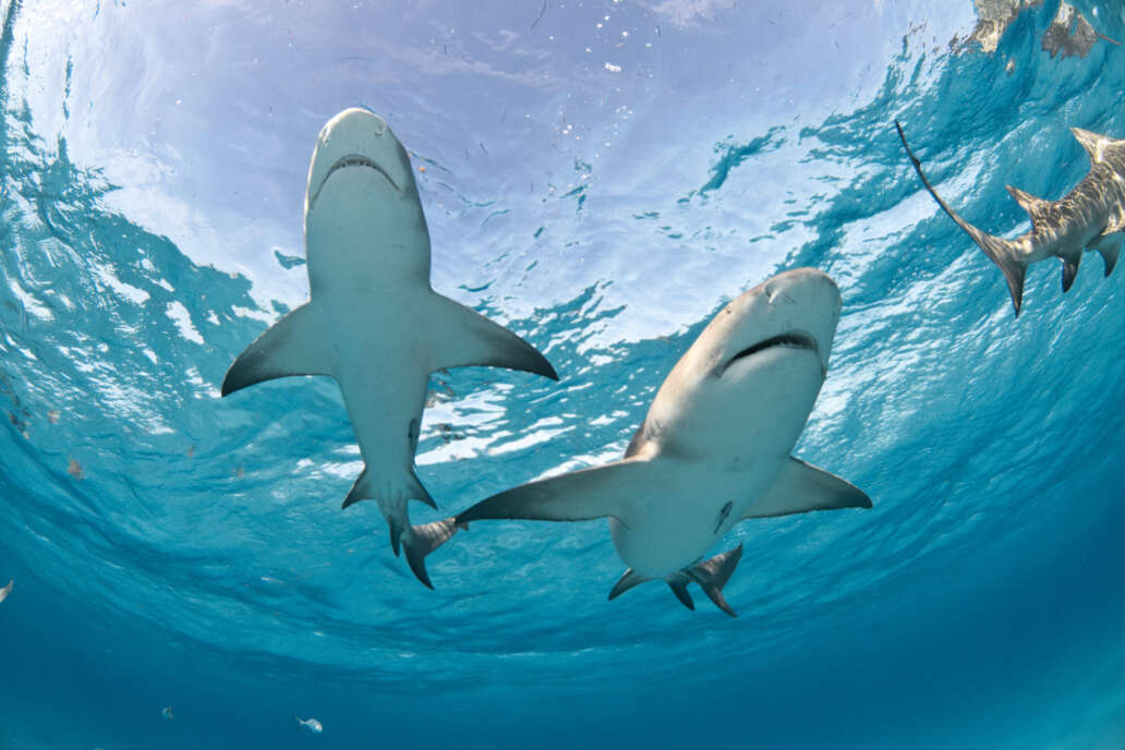 Two,Lemon,Sharks,Swimming,Overhead,With,The,Sky,Clearly,Visible