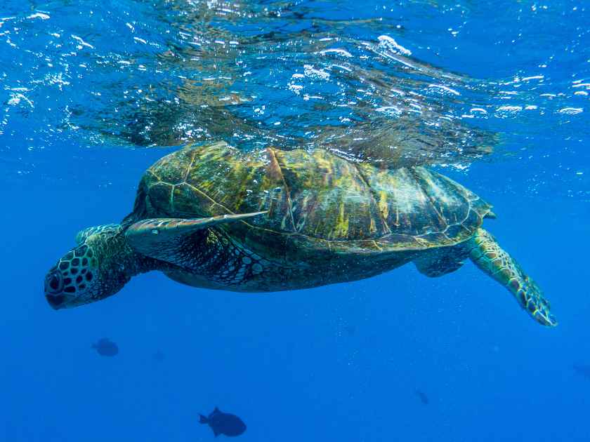 Sea turtle in Turtle Canyon, Oahu, Hawaii