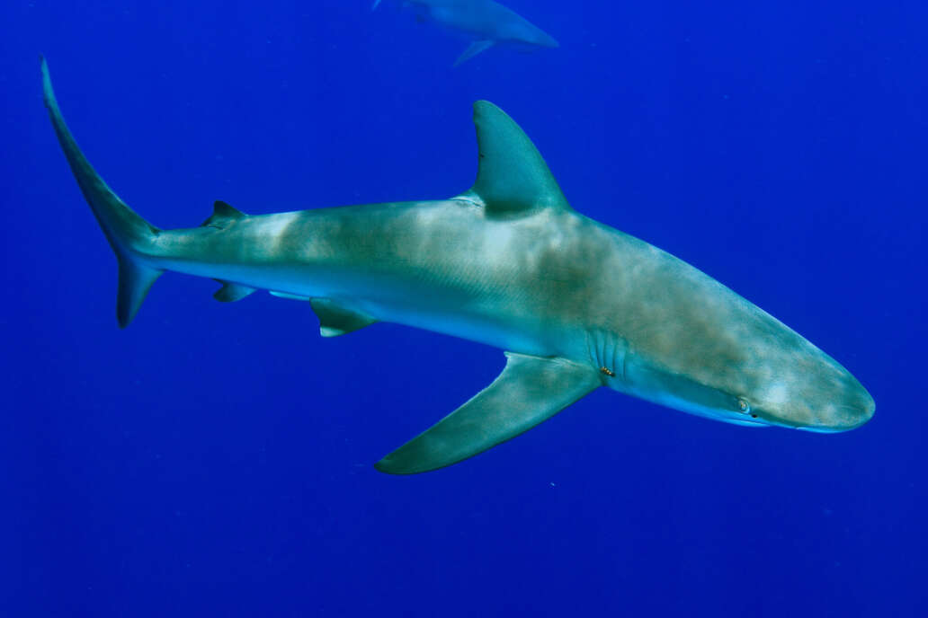 Galapagos Shark