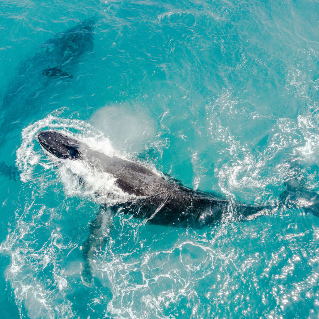 Humpback Whale