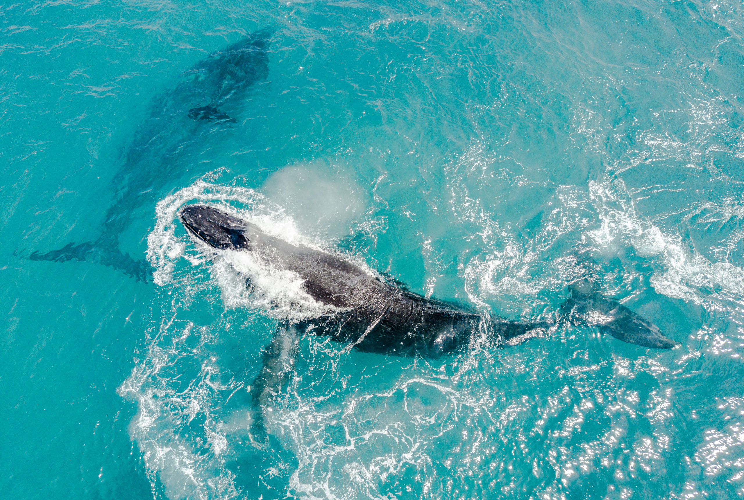 whale watching tours hilo hawaii