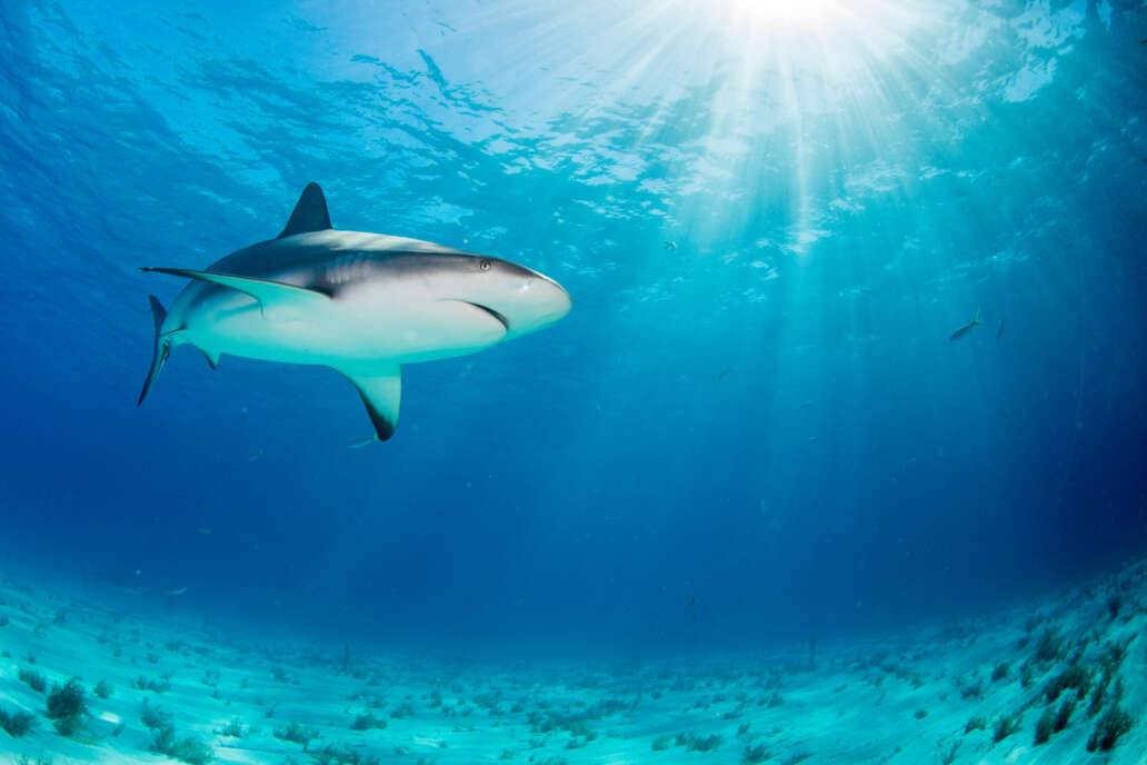 Shark in an open sea