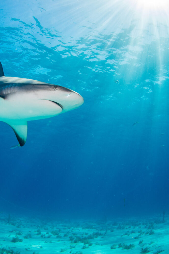 Shark in an open sea