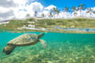 See Hawaiian green sea turtles on a snorkel cruise