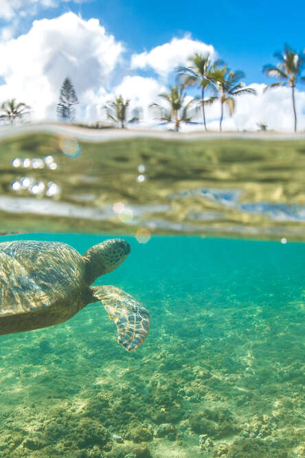 See Hawaiian green sea turtles on a snorkel cruise