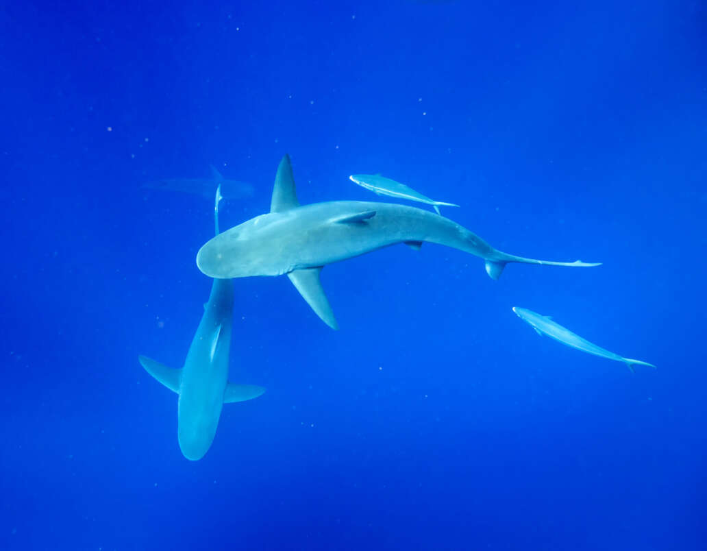 Galapagos,Sharks,,Oahu,Hawaii